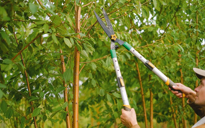 Tree trimming in Swanton, NE